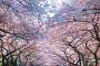 韓国人「うちの家の前にある美しい桜並木をご覧ください」