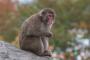 【医学】サルから摘出した子宮を「別のサル」に移植した結果・・・