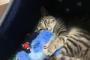 ワイの子猫、大きくなる
