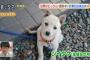 世界がビックリ！超天才！計算ができる犬？