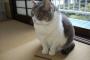 うちの猫写真で見るより数倍でかいって言われるんだけど・・・コレはでかいわｗｗｗｗ(※画像あり)