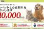 車で8時間距離の義実家で19年間飼われていた犬が息を引き取った。数日前から食欲もなくグッタリしてたらしいが、ウトメはその亡骸を…
