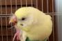 インコ『あ～取れない』