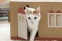 【画像】猫砂の梱包用段ボールが「猫の家」に！ケース単位で売れて売れて販売実績４倍ｗｗｗｗｗｗ