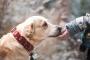 【悲報】甥っ子と散歩中に犬と遭遇した結果…飼い主のおばさんが無責任な発言を…