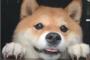 【驚愕】犬食禁止を訴える韓国の「動物愛護団体」、ついにやらかすｗｗｗｗｗｗｗｗｗｗｗｗｗｗｗｗ