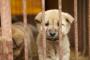 韓国の動物愛護団体に保護犬230匹を秘密裏に殺処分し世界から非難殺到（海外の反応）