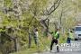韓国自慢の王桜の自生地が全滅の危機に瀕していると判明　王桜の基準樹も死滅寸前