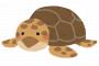 【神々しい】白いウミガメが発見されたと話題に！！！！！！！
