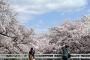 【悲報】上野公園で花見をしていた70代男性、コロナ感染