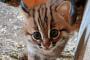 世界最小の猫種「サビイロネコ」の赤ちゃんが生まれるｗｗｗ