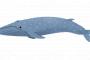 【デカすぎ】シロナガスクジラの心臓はピアノくらい