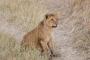 【訃報】南アフリカの自然保護活動家さんがライオンを育てた結果→悲惨な末路に！！！.....