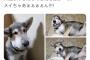 【画像】蜂に刺された犬の末路…ｗｗｗｗｗｗｗｗｗｗｗｗｗ