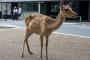 【悲報】シカ「鹿せんべいくれる観光客が減った…」奈良公園のシカ、痩せ細るｗｗｗｗｗｗｗ