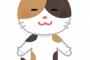 愛すぎる飼い猫にゃんがこんな格好をしていたｗｗｗｗｗｗｗｗ