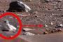 【速報】火星で「赤ちゃんペンギン」が発見されるｗｗｗｗｗｗｗｗｗｗｗｗｗｗ