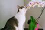 【ねこ画像】花とねこ、まるで置物？ ほか