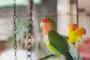 コザクラインコ飼ってるVIPPERいる？