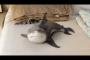 サメ「えーそれは相手が悪いよー」