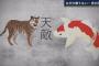 報ステ「虎の天敵は…鯉！？」
