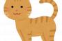 【悲報】猫YouTuberのもちまる日記さんにトンデモナイ事が発覚・・・