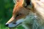 うちの近所に稲荷神社があってそこに兄が行った時からちょくちょく  狐にイタズラされてて・・・