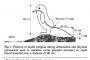 ペンギンのうんこの飛距離という物凄くどうでもよさそうな論文が発表されたぞ！！