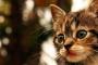 猫が人の背後を凝視している時に「何かいるの？」  と聞くと、目を細めて嬉しそうな顔をする場合は  何もいないって事しょうか？