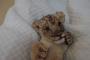 【朗報】ライオンの赤ちゃん、ガチで可愛すぎる【動画】