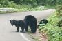 野生のクマ捕獲　達成報酬1体につき5000円　追加報酬2000円(条件あり)