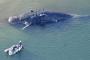 【謎】大阪湾に迷い込んだクジラの死骸の処理費、当初3774万円の試算だったのが最終的に8019万円に
