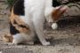 猫だって悲しくて泣いちゃう時だってあるんだから…グスッ　【面白画像】