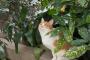 【ねこ画像】神社ねこ、河原ねこ【再】