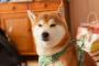 柴犬という飼育難易度激高ワンコについて