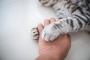 彡(^)(^)「えぇ…飼い猫が甘えてきて…はい…休みます…」