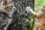 うちの猫は自分が猫だという生き物だと理解してなくて  他所の猫を見ると「なにこの生き物！？」という反応をしていたな【再】