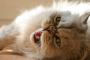 なあ、猫に｢臭い！｣って言ったらすねる？【再】