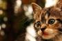 昔飼ってた猫は「おみず」だけは言えた。  新鮮な水がないと「おみずー」って呼びに来るの。 → 驚愕のスキル習得【再】