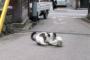 【ねこ】ﾌｧｲｯ【再】