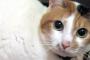 猫はいなくなった後に夢に出る　ぬこ「もう探さないで」【再】