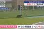 日本の北海道で新聞配達員がクマに襲われ死亡＝韓国の反応