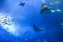 水族館で１番好きな生き物でお前らのレベルが分かる