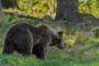 【悲報】クマが出没した町でまた『異変』が発生してしまう！！！！！