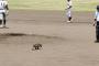 【動画】アライグマさん、甲子園予選に飛び入り参加してしまうwwwwwwwwwwwwwww