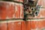 【ねこ画像】壁の穴からひょっこり、リア獣 ほか【再】