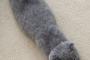 【ねこ画像】こねこのびーっ、隙間から手が出る ほか【再】