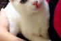 寝姿が非常に残念な猫【再】