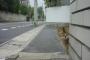 【ねこ画像】NNN諜報活動【再】