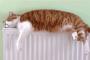 【ねこ画像】暖かいところがおすき【再】